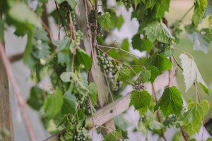 Elora Wedding Photography