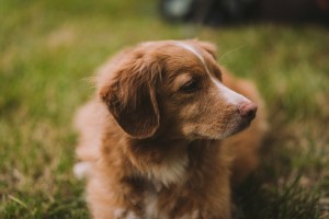 Ontario Wedding Photographer