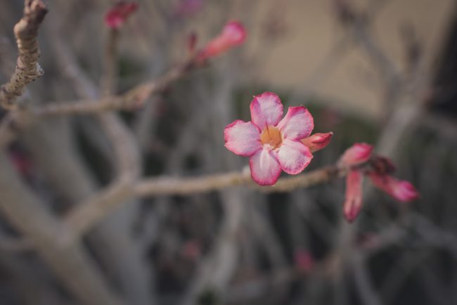 Destination Wedding Photographer in Kitchener