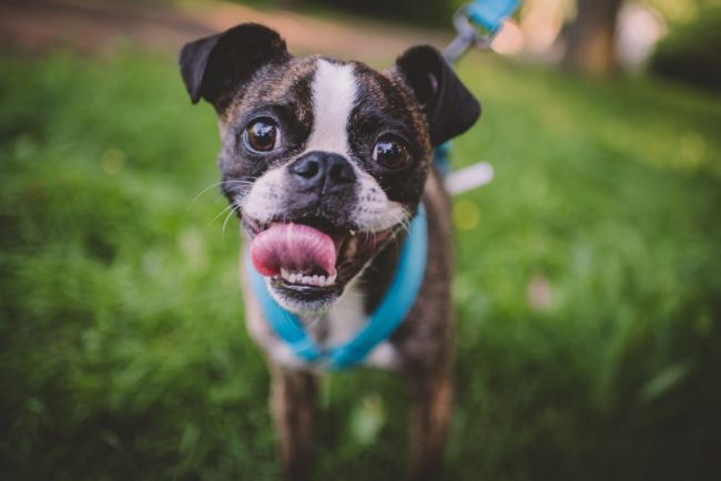 Guelph Arboretum Engagement