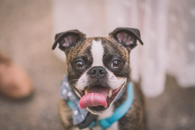 Guelph Arboretum Engagement