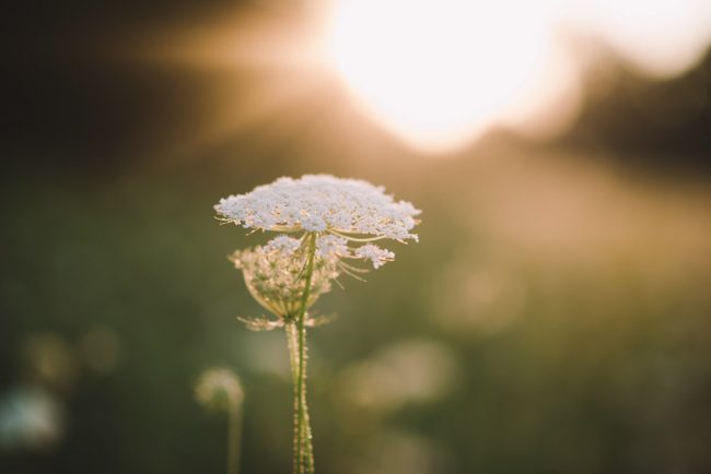 Guelph Elopement Photographer