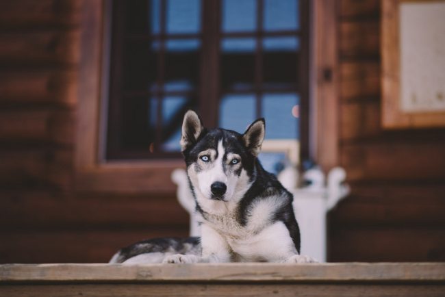 Algonquin Arowhon Camp Wedding