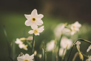 Ireland Engagement Photography Blarney Castle