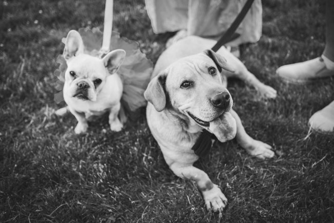 Sunset Engagement Session With Dogs Guelph Kitchener Waterloo Toronto