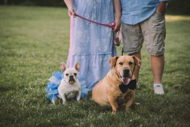 Sunset Engagement Session With Dogs Guelph Kitchener Waterloo Toronto