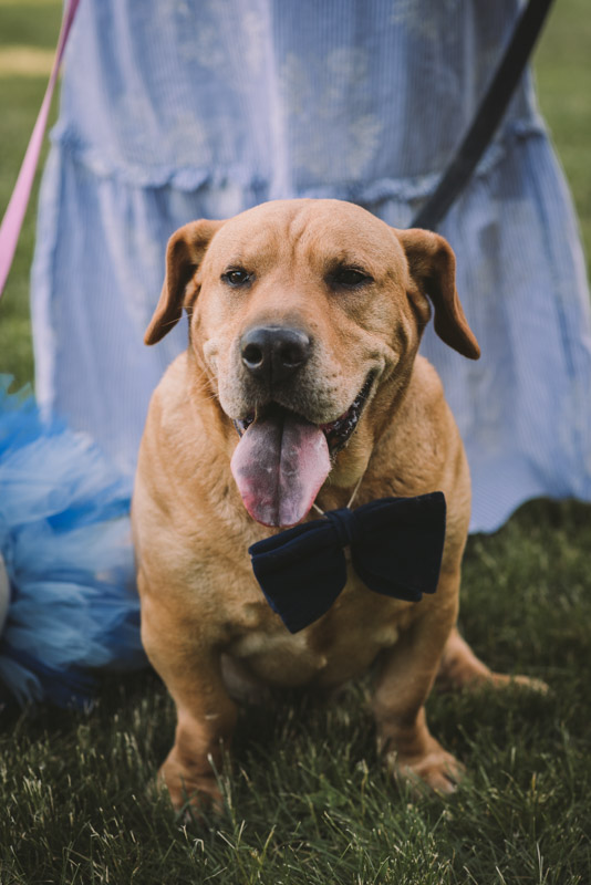 Sunset Engagement Session With Dogs Guelph Kitchener Waterloo Toronto