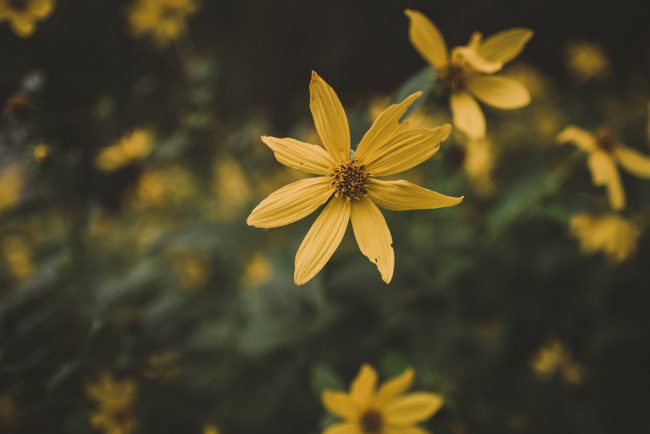 Toronto Wedding Photography