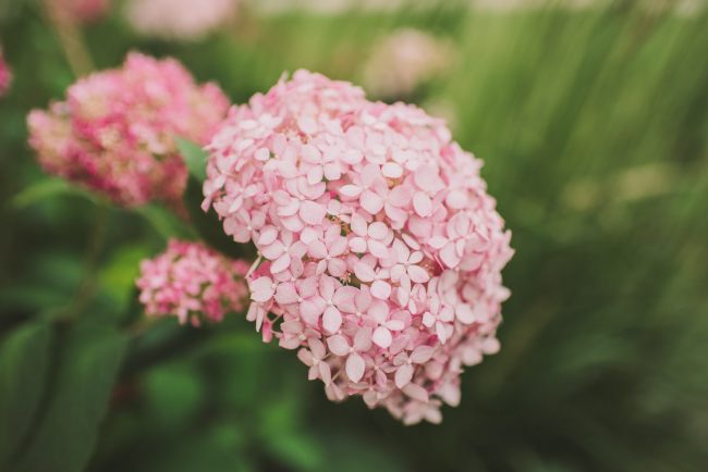 Cutten Fields Wedding Guelph