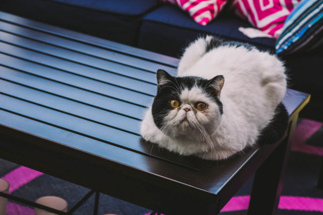 Guelph Wedding Photographer