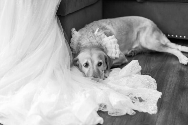 dog with bride on wedding day