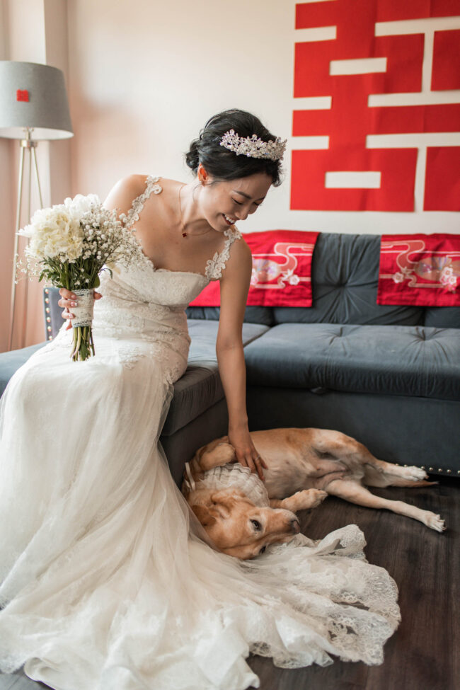 dog with bride on wedding day