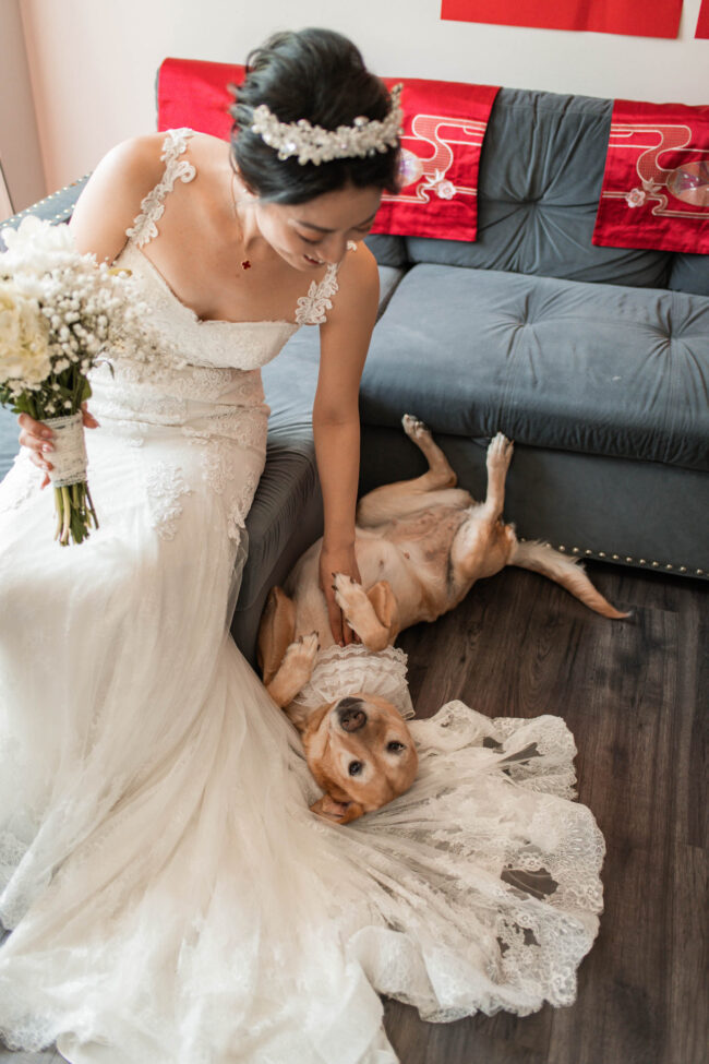 dog with bride on wedding day