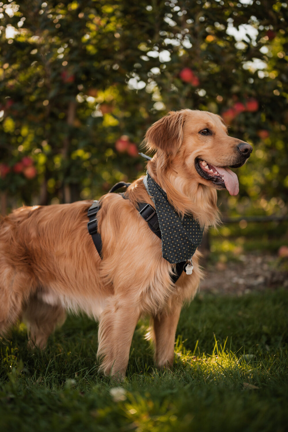 engagement photoshoot with dog