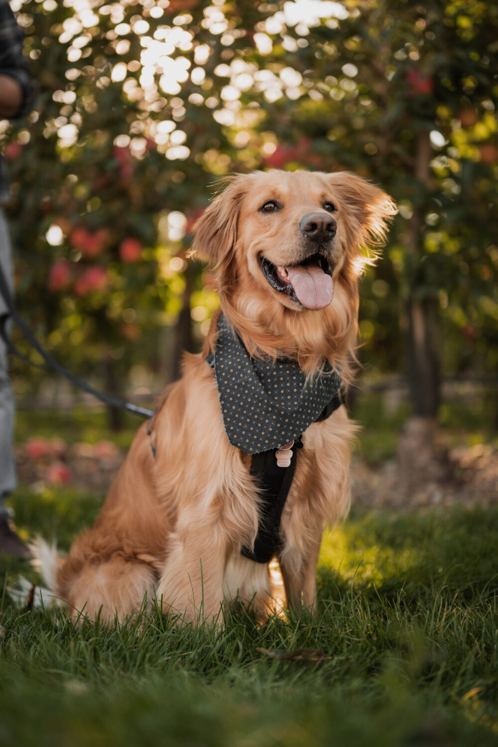 Engagement photoshoot with family dog