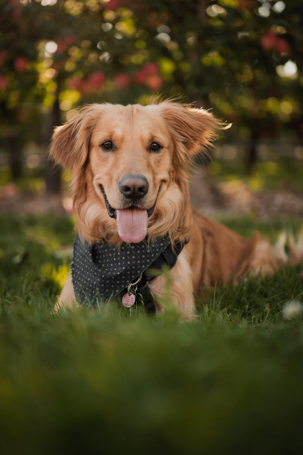 Engagement photoshoot with family dog