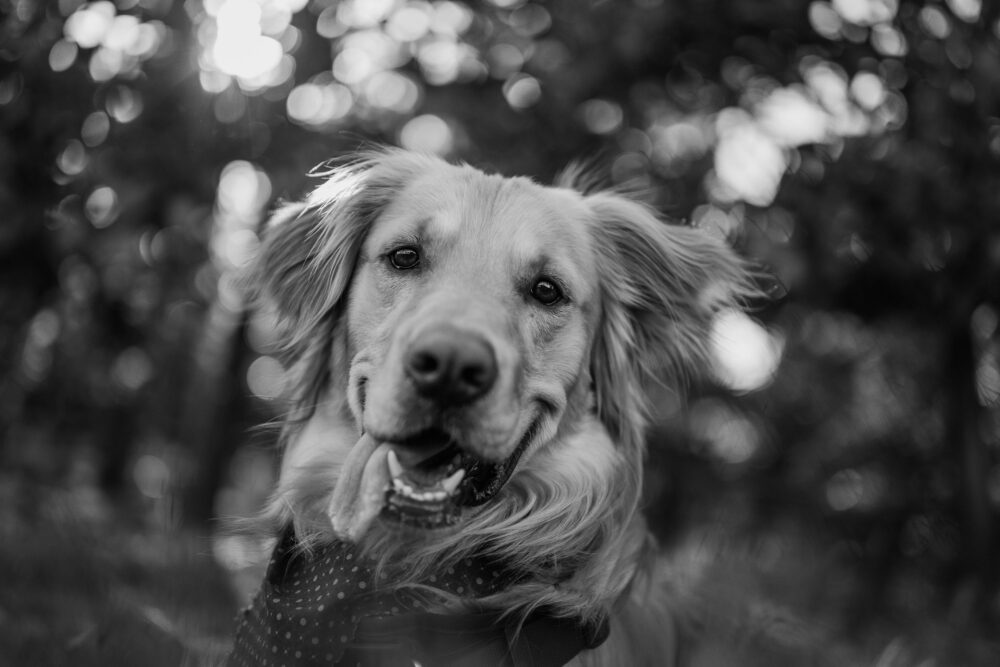 Engagement photoshoot with family dog