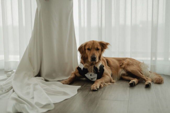 kitchener waterloo wedding photographer