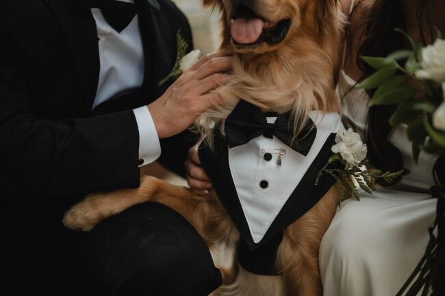 bride and groom with dog